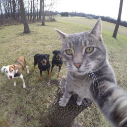 2Comfy-ComfyCat icon