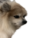 3147-CORBANmodpack icon