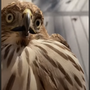 4Dk-CompanyWithFriendIsntReal icon