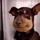 555cooldawgthing-IJustLostMyDawg icon