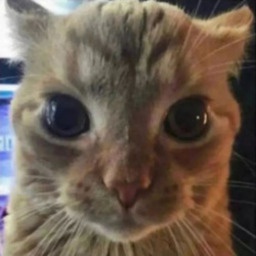 ACENOVA-aces_sillies icon