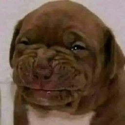 AcervoCultural-AcervoCultural icon