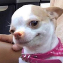 Addicts-Chulapa_pack icon