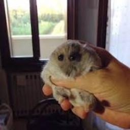 Agle_Froonds-Agle_Lethal_ModPack icon