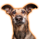 Ahh_mods-SkibidiJester icon