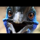 AlertingAvian-MurderRampageModpack icon