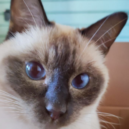 AlexGM-A_Certain_Thai_Cat icon