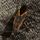 AltBurnerINC-QualityAltBurnerPak icon