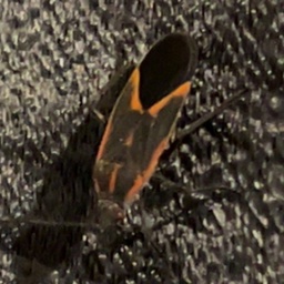 AltBurnerINC-QualityAltBurnerPak icon