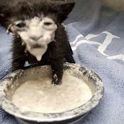 Altervayne-BwargTime icon