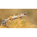 AmazonSmartFridge-Gayming_Modpack icon