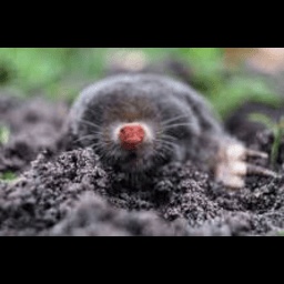 Aperson-Mole_mixatpe icon