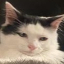 AquaFC-AQUA_LethalCompany icon