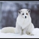 Arctic-Arctic_Pack icon