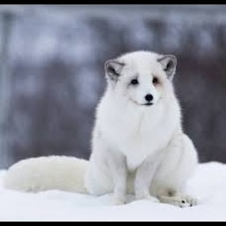 Arctic-Arctic_Pack icon