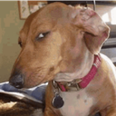 ArmboltLLC-seabahmeat icon