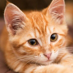 AtaraxModpack-LHSAtaraxianFork icon