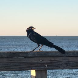 Attemp2-EpicGayPaintings icon