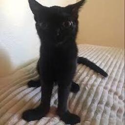 Aubkin-IdiotsModPack icon