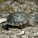 AutogenMods-OtherCards icon