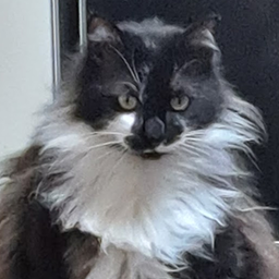 Aviary-Aviary_Gang_Music icon