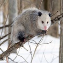 Awesomepossum-AwesomePack icon