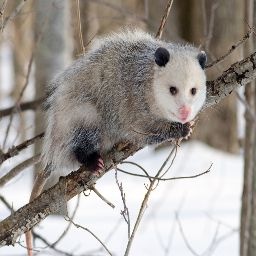 Awesomepossum-v80Expanded icon