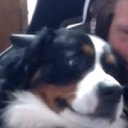 BEARR-RedMemeSongsBearBranch icon