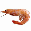 BattleShrimp-Lazy_Nerd icon