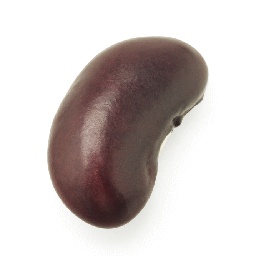 BeanMan-BeanNotes icon