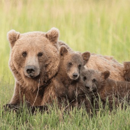 Bearable-Bearable icon