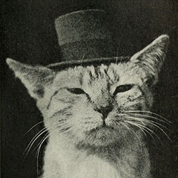 BigBonkCorp-Silly_Goofy_Company icon