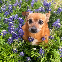 Big_Dinner_TV-Maximo_Company icon