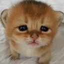 Big_pooers-Bigpoo icon