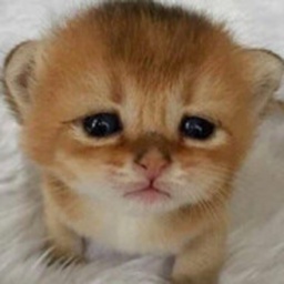 Big_pooers-Bigpoo icon