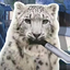 BiliBiliMOXL-SnowLeopardSoundsForFeioparCreature-1.0.0 icon