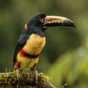 BiskosGaming-BiskosGaming_Optional_Modpack icon