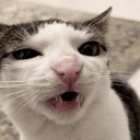 Bithead-FeralCatPack icon