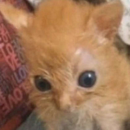 Blodpup-PuppyB_Tv_pack icon