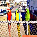 Bomboclat-DumDumPack icon