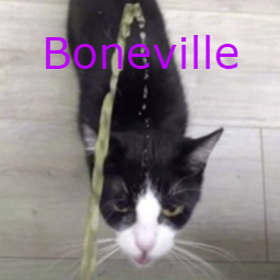 BoneZone-Boneville icon