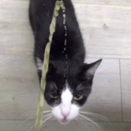 BoneZone-MelaxysDarkRPMap icon