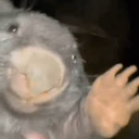 Bonk-BONK_Boombox icon