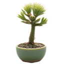 BonsaiCactus-BonsaiCactusServerPack icon
