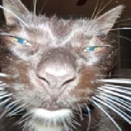 Brandonious-Scouts icon