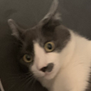 Breadcels-BreadFM icon