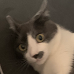 Breadcels-BreadFM icon