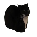 Bronobo-BronoBook icon