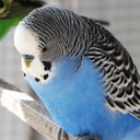 BudgieGang-BudgieGangModPack icon