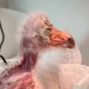 Bummington-Chaos_Company icon